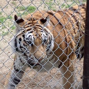 Meet your Posher, Karen